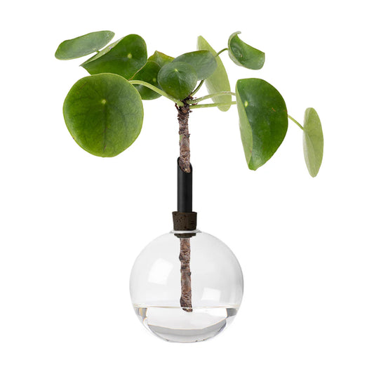 Scandinaviaform Glasilium vaas zwart